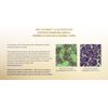 Synthesit Oxygen  Anti-Aging Self-restore stem cells, DETOXIFICATION
