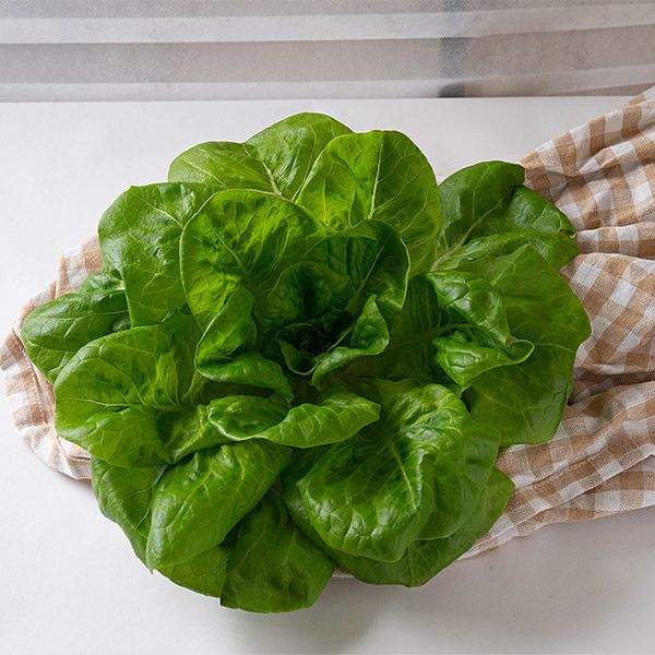 Butterhead Lettuce Salad Vegetable Butterhead Lettuce, 1 Butterhead, 1