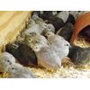 6+ with Up To 4 extra Button Quail Hatching Eggs