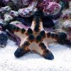 (Saltwater Fish) Starfish Cobb Starfish Small Size (1)