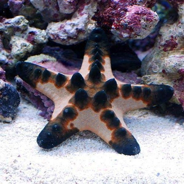 (Saltwater Fish) Starfish Cobb Starfish Small Size (1)