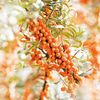 Weleda Sea Buckthorn Hand Cream, 1.7 Ounce