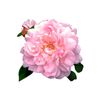 Kushiro Pharmacy Rose Atar Soap, 3.2 oz (90 g)