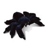 Puzzled Black Spider Plush, 7 Inch Collectible Decorative Big Eyes Tarantula Stuffed Toy Soft Take A Long Plushie Pillow Squishes Washable Cushy Mini Doll Creepy Crawlies Themed Kids Toys & Games