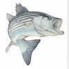 Fish Stix Action Striper Decal