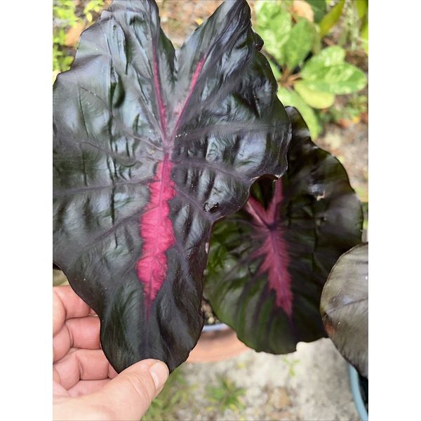 Elephant Ear Redemption in 4" Pot Houseplant Colocasia Hybrid Zone 9(+)