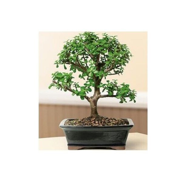 Baby Jade Bonsai Tree 12 yo. Indoor Portulacaria Afra/Elephant Bush. Great Gift