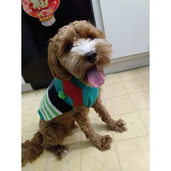 Small Elf Pet Dog Cat Christmas Knit Sweater Winter Costume Clothes