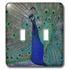 3dRose (lsp_154797_2) Bright Blue Peacock with Colorful Plumage Double Toggle Switch