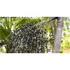 ACAI BERRY EXTRACT - Immune System Fortification Pills - 2B 120 Caps