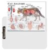Cat Anatomy (a4 clipboard)