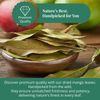Dried Mango Leaves 2.6oz, Hojas De Mango, Diabetic, Immune & Digestive Tea