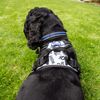 Battersea Dog Harness S