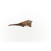 Schleich Wildlife Iguana 14854