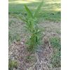 MOSO Live Bamboo Root 6pc per order, 5 in or longer.
