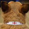 Small 'England Flag' Dog Collar (PR00015393)