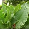 Alocasia - Calidora,  10-12" tall