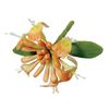 PME Honeysuckle Cutters, Set of 3, White, 5 x 5 x 5 cm