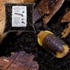 bugznbits Premium Millipede, Beetle & Woodlice Substrate (6 Litre)