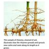 Bamboo Red Margin Phyllostachys Rubromarginata Bare Root Plant Rhizome Privacy