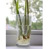 6 Fresh Lemon Grass