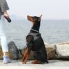 Petkit Air Fly Dog Harness (S) (Black)