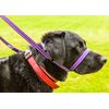 Gencon Clip To Collar Left Black
