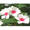 VINCA SUNSPLASH WHITE WITH EYE GL 1000 SEEDS