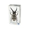 Stag Beetle Paperweight (2.9x1.6x1")