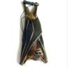 Real Preserved MUMMIFIED BAT Hanging Position Cynopterus Brachyotis