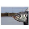 Harimitsu (harimitu) MB03 Little Devil Jig Head # 14 0.8 G MB03