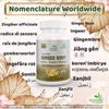 Ginger Root (Sunthi) Capsule