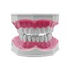 ANCLLO Tooth Model 2 Times Dental Large Teeth Model Dental Teaching Study Brushing Tooth Model for for Teaching and Study