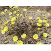 Desert Dandelion Seeds (Malacothrix glabrata) -30 seeds-