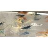 20+2 CULLS Neocaridina Shrimp Blue Juvenile Algae Eater