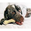 Puppy's Choice Dog Toy Crunch Gum Bone Small