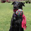 KONG - Wubba Weaves - Small (Assorted Colors)