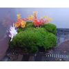 LARGE Premium✨Live Fresh Moss 🌱 2 Sq ft Terrarium Vivarium