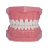 1.5 Times Large Dental Typodont Model Tooth Brushing flossing Practice Model Demonstration Removable Lower Teeth for Kids Dental Students Tooth Teach Study,  4.5 Inch x3.5 Inch x3.5 Inch