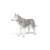 PAPO Siberian Husky
