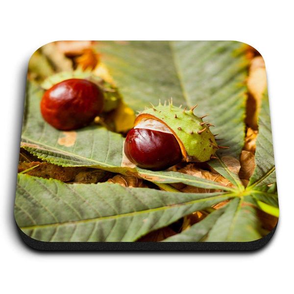 1 x Square MDF Fridge Magnet - Conker Horse Chestnut Tree 2137