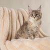 Scruffs Aspen Dog/Pet Blanket