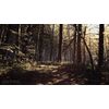 Blair Witch (PS4)