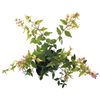 Abelia Edward Gocha (10 Pot Set) Shrub Seedling