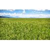 Rice n Shine Meal Replacement - 30 Day Supply - VANILLA