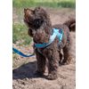 Ancol Viva Padded Harness Blue S 36-42cm