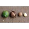 Macadamia integrifolia | Queensland Nut | 10 Seeds