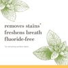Burt's Bees Zen Peppermint Fluoride Free Toothpaste Pack of 3 4.7 oz