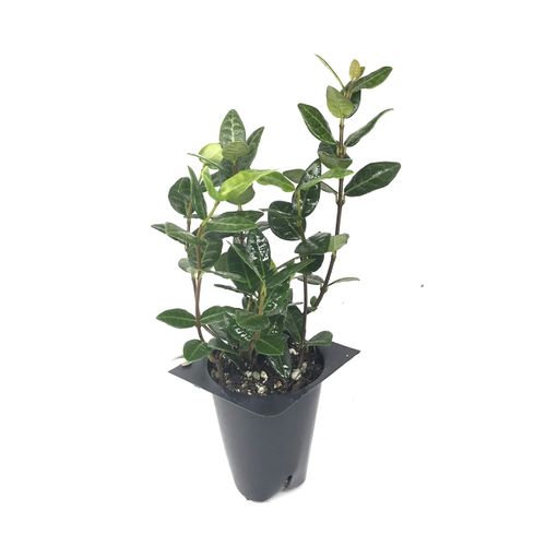 Asiatic Jasmine Minima - 60 Live Plants - Asian Ground Cover Fully Rooted with Soil