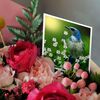 3dRose Greeting Cards - Scrub Jay - 12 Pack - Designs 2016